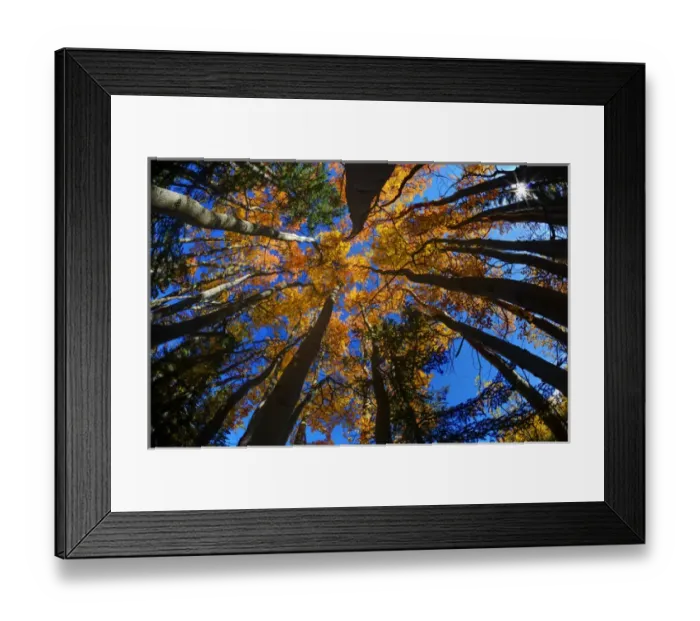 Framed Print : North America; USA; Alaska; View of Aspens looking into Sky Framed Print : North America; USA; Alaska; View of Aspens looking into Sky