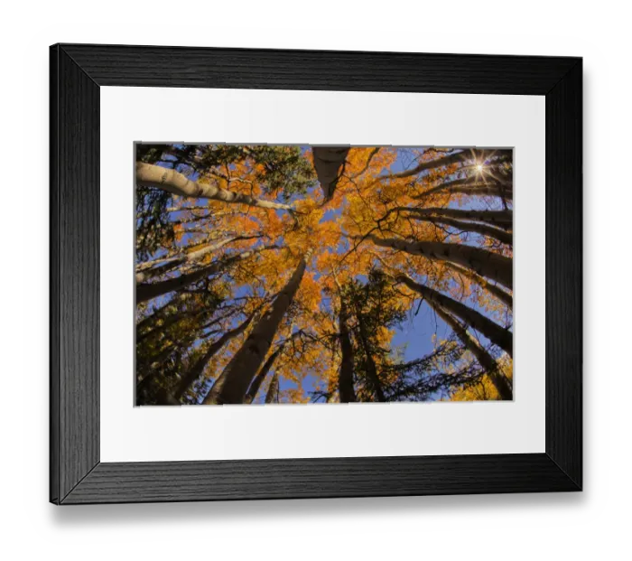 Framed Print : North America; USA; Alaska; View of Aspens looking into Sky Framed Print : North America; USA; Alaska; View of Aspens looking into Sky