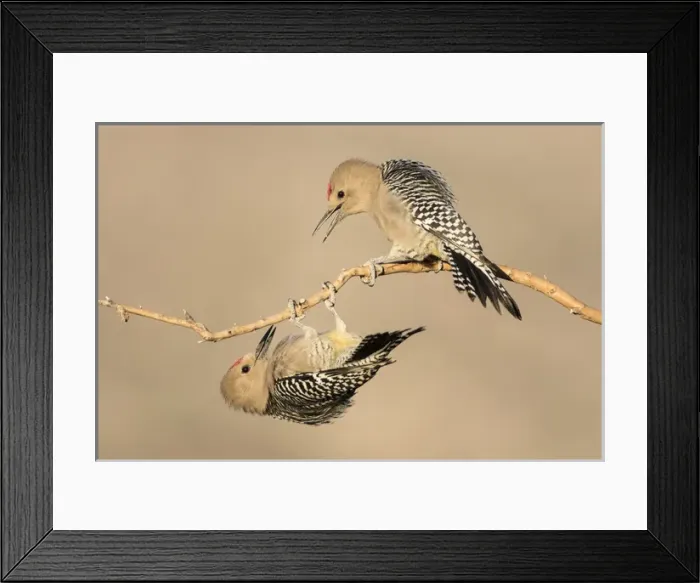 Framed Print : USA, Arizona, Buckeye. Two male gila woodpeckers interact on dead branch. Credit as Framed Print : USA, Arizona, Buckeye. Two male gila woodpeckers interact on dead branch. Credit as
