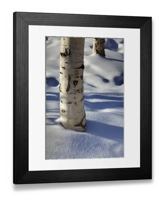 Framed Print : North America; USA; Alaska; Shadows from Burch Trees in Snow Framed Print : North America; USA; Alaska; Shadows from Burch Trees in Snow