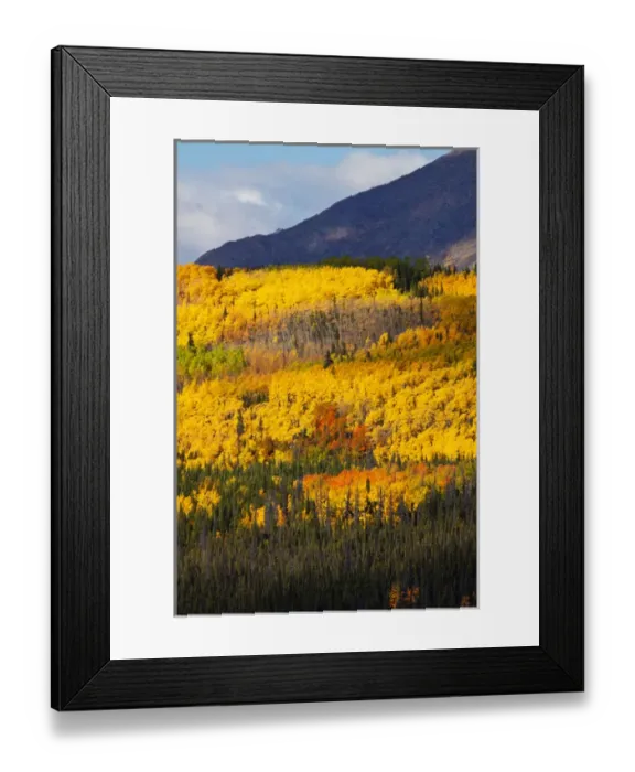 Framed Print : North America; USA; Alaska; Hillside of Aspens in Autumn Color Framed Print : North America; USA; Alaska; Hillside of Aspens in Autumn Color
