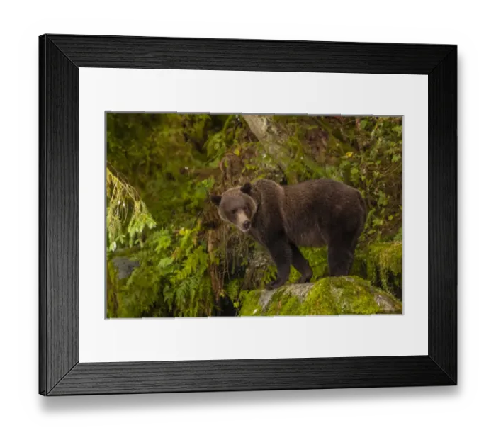Framed Print : USA, Alaska, Tongass National Forest. Grizzly bear standing on boulder. Credit as Framed Print : USA, Alaska, Tongass National Forest. Grizzly bear standing on boulder. Credit as