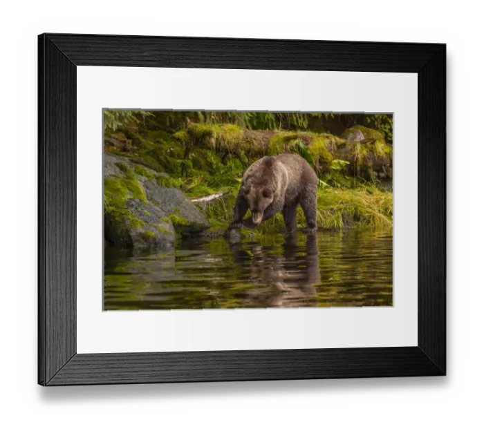 Framed Print : USA, Alaska, Tongass National Forest. Grizzly bear searches for salmon in Anan Creek