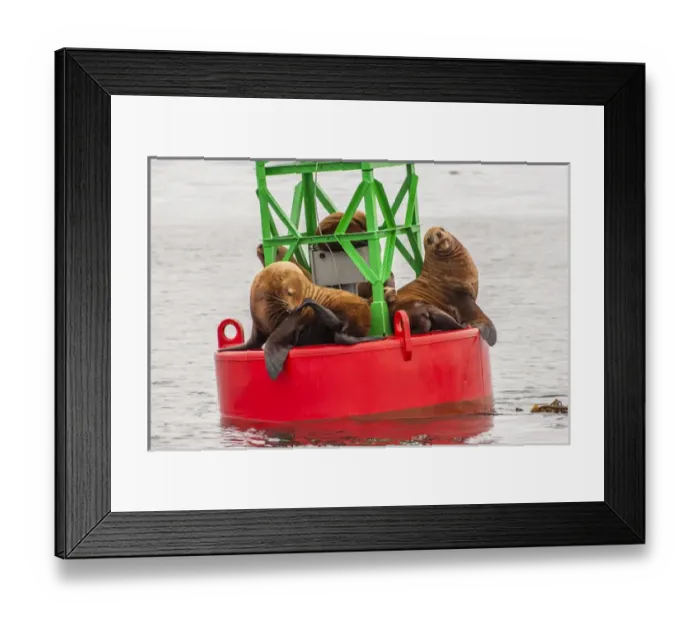 Framed Print : USA, Alaska, Tongass National Forest. Sea lions resting on a buoy