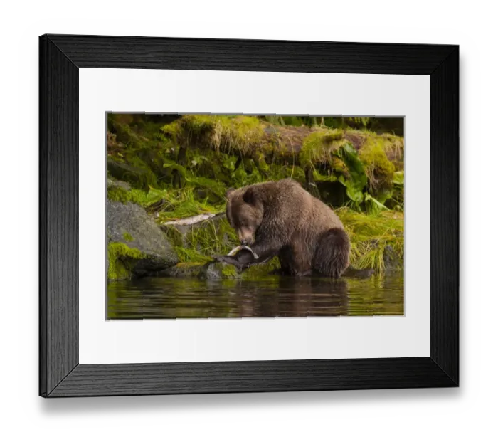 Framed Print : USA, Alaska, Tongass National Forest. Grizzly bear catches salmon in Anan Creek. Credit as