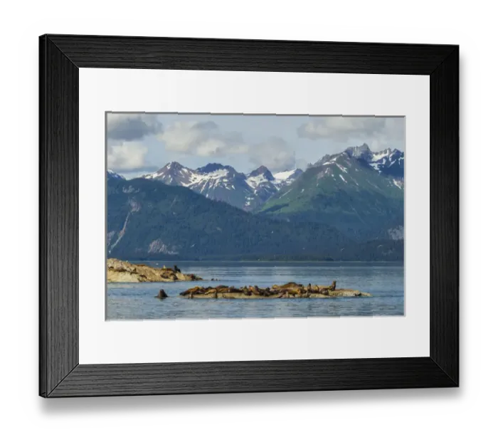 Framed Print : USA, Alaska, Glacier Bay National Park. Stellars sea lions resting. Credit as Framed Print : USA, Alaska, Glacier Bay National Park. Stellars sea lions resting. Credit as