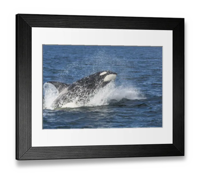 Framed Print : USA, Alaska. Orca whale breaching. Credit as: Don Paulson  /  Jaynes Gallery  /  DanitaDelimont