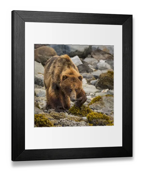 Framed Print : USA, Alaska, Glacier Bay National Park. Brown bear on beach Framed Print : USA, Alaska, Glacier Bay National Park. Brown bear on beach