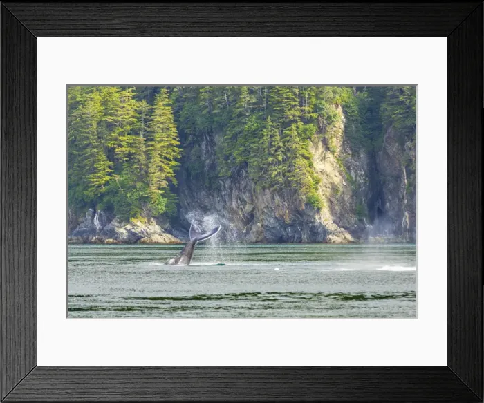 Framed Print : USA, Alaska. Humpback whale tail lobbing. Credit as: Don Paulson  /  Jaynes Gallery  /  DanitaDelimont