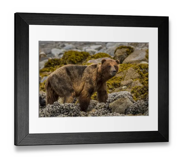 Framed Print : USA, Alaska, Glacier Bay National Park. Brown bear on beach Framed Print : USA, Alaska, Glacier Bay National Park. Brown bear on beach