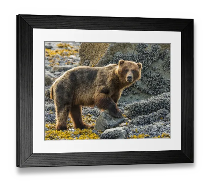 Framed Print : USA, Alaska, Glacier Bay National Park. Brown bear on beach Framed Print : USA, Alaska, Glacier Bay National Park. Brown bear on beach
