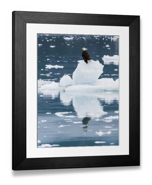 Framed Print : USA, Alaska, Glacier Bay National Park. Bald eagle on iceberg Framed Print : USA, Alaska, Glacier Bay National Park. Bald eagle on iceberg