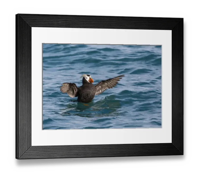 Framed Print : USA, Alaska, Glacier Bay National Park. Tufted puffin in water Framed Print : USA, Alaska, Glacier Bay National Park. Tufted puffin in water
