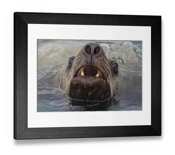 Framed Print : USA, Alaska, Glacier Bay National Park. Close-up of Stellar sea lion in water. Credit as Framed Print : USA, Alaska, Glacier Bay National Park. Close-up of Stellar sea lion in water. Credit as