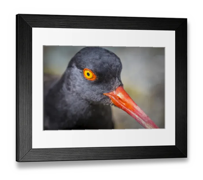 Framed Print : USA, Alaska, Glacier Bay National Park. Close-up of black oyster catcher bird. Credit as Framed Print : USA, Alaska, Glacier Bay National Park. Close-up of black oyster catcher bird. Credit as