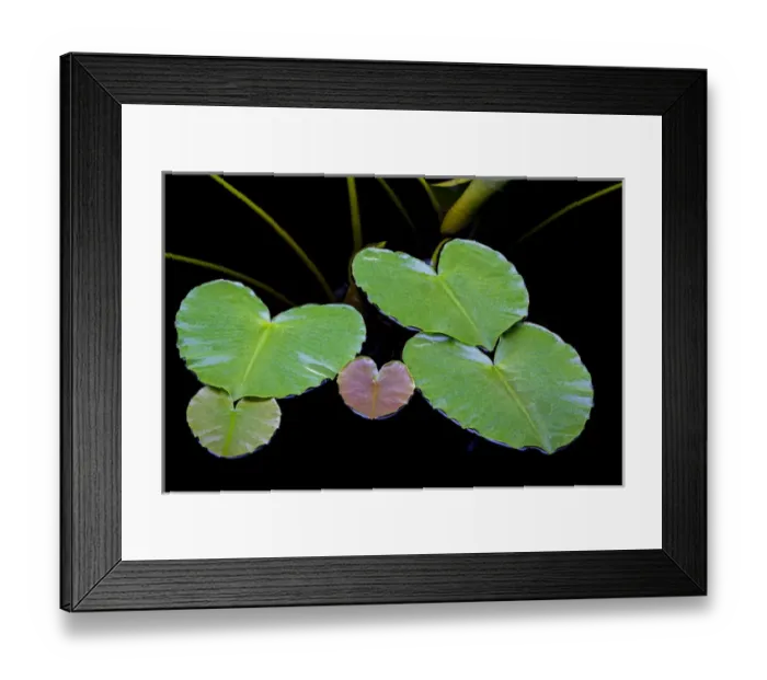 Framed Print : USA, Alaska, Glacier Bay National Park. Leaves of yellow pond lily in Dundas Bay Framed Print : USA, Alaska, Glacier Bay National Park. Leaves of yellow pond lily in Dundas Bay