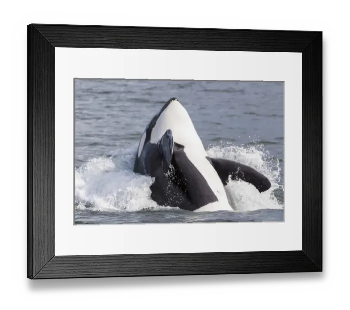 Framed Print : USA, Alaska. Orca whale breaching. Credit as: Don Paulson / Jaynes Gallery / DanitaDelimont Framed Print : USA, Alaska. Orca whale breaching. Credit as: Don Paulson / Jaynes Gallery / DanitaDelimont