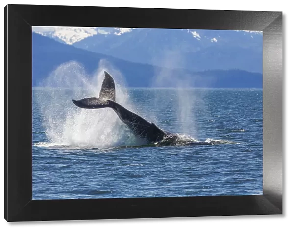 USA, Alaska. Orca whale, tail lobbing. Credit as: Don Paulson  /  Jaynes Gallery  /  DanitaDelimont