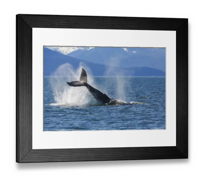 Framed Print : USA, Alaska. Orca whale, tail lobbing. Credit as: Don Paulson / Jaynes Gallery / DanitaDelimont Framed Print : USA, Alaska. Orca whale, tail lobbing. Credit as: Don Paulson / Jaynes Gallery / DanitaDelimont