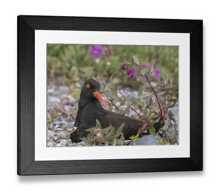 Framed Print : USA, Alaska, Glacier Bay National Park. Black oyster catcher bird and flowers. Credit as