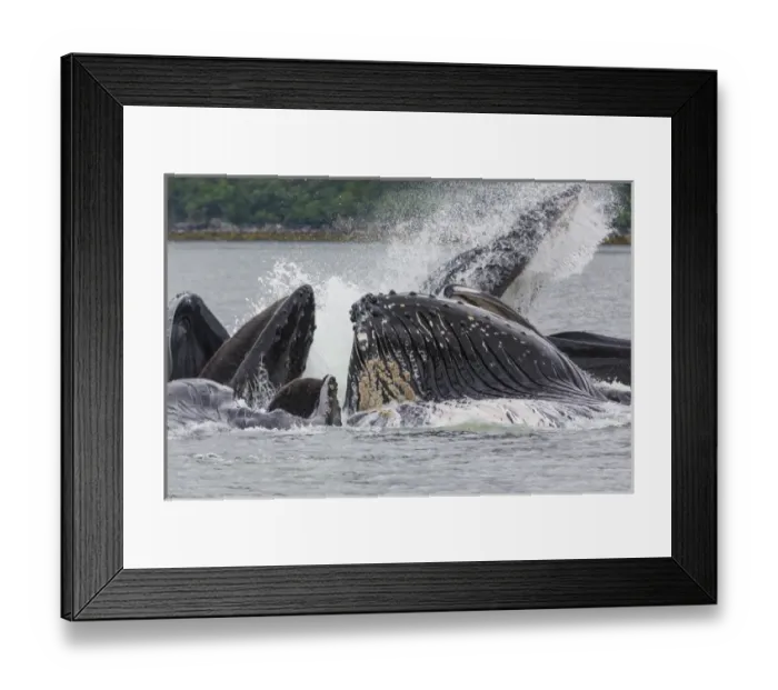 Framed Print : USA, Alaska. Humpback whales bubble net feeding