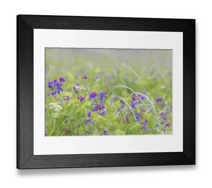 Framed Print : USA, Alaska, Glacier Bay National Park. Wildflowers in meadow