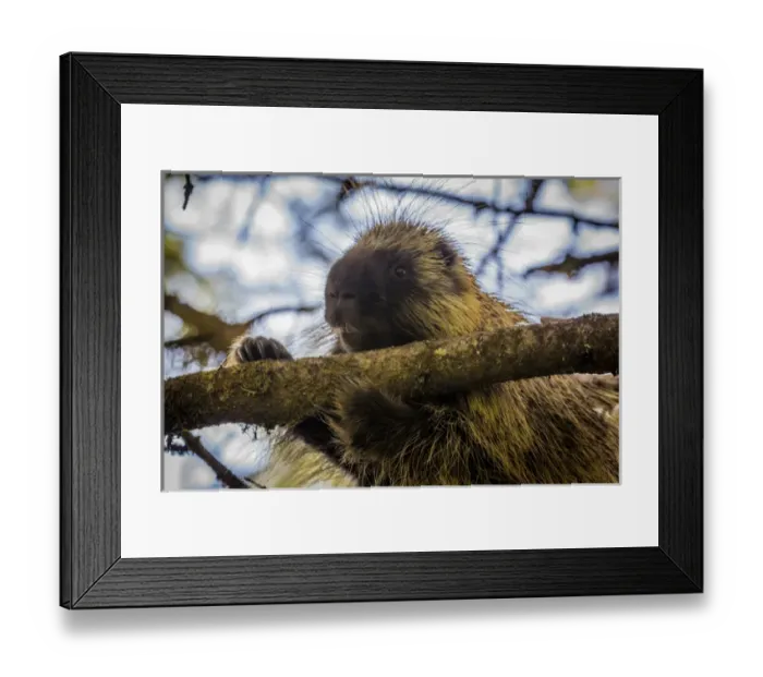 Framed Print : USA, Alaska, Glacier Bay National Park. Porcupine in a tree Framed Print : USA, Alaska, Glacier Bay National Park. Porcupine in a tree