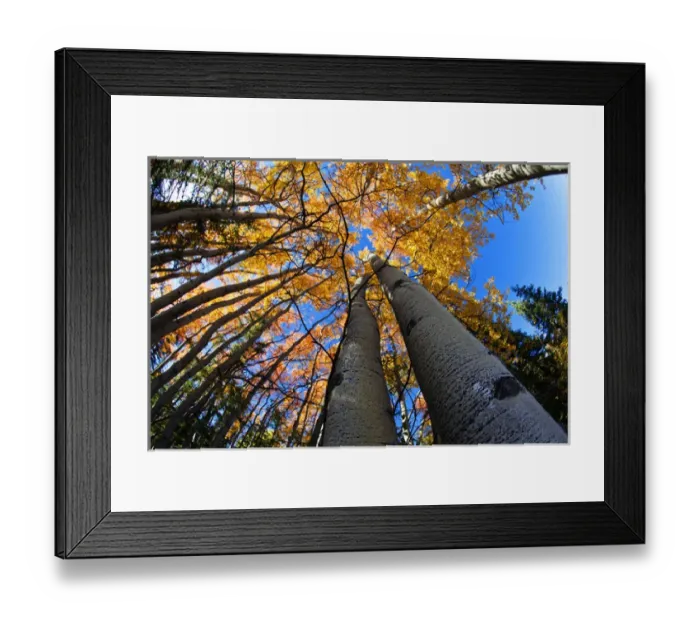 Framed Print : North America; USA; Alaska; View of Aspens looking into Sky Framed Print : North America; USA; Alaska; View of Aspens looking into Sky