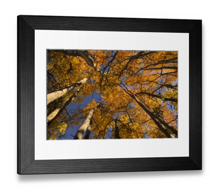 Framed Print : North America; USA; Alaska; View of Aspens looking into Sky Framed Print : North America; USA; Alaska; View of Aspens looking into Sky