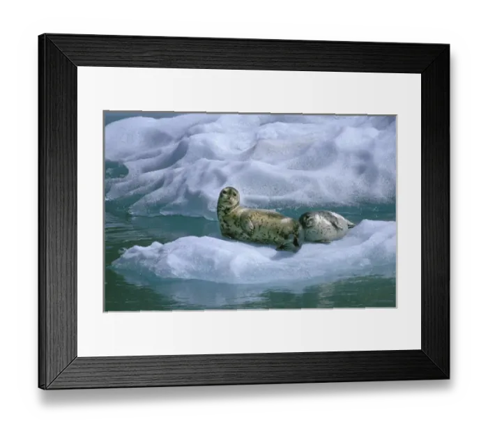 Framed Print : USA, Alaska, Inside Passage. Mother seal and pup on ice float Framed Print : USA, Alaska, Inside Passage. Mother seal and pup on ice float