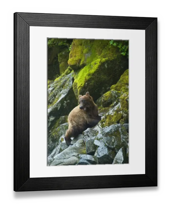 Framed Print : USA, Alaska. Young grizzly bear on rocky slope Framed Print : USA, Alaska. Young grizzly bear on rocky slope