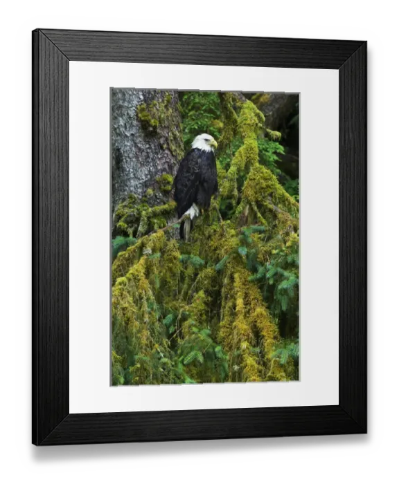 Framed Print : USA, Alaska. Bald eagle in mossy tree. Credit as: Nancy Rotenberg / Jaynes Gallery / DanitaDelimont Framed Print : USA, Alaska. Bald eagle in mossy tree. Credit as: Nancy Rotenberg / Jaynes Gallery / DanitaDelimont