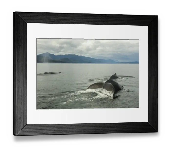 Framed Print : USA, Alaska, Tongass National Forest. Humpback whales surfacing & diving. Credit as