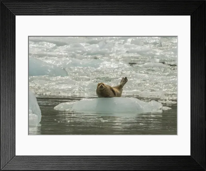 Framed Print : USA, Alaska, Tongass National Forest, Endicott Arm. Harbor seal on iceberg. Credit as