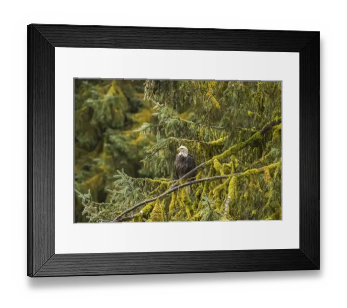 Framed Print : USA, Alaska, Tongass National Forest. Bald eagle in tree