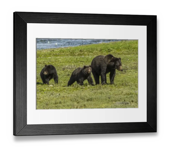 Framed Print : Alaska, Tongass National Forest, Admiralty Island. Grizzly bear sow and cubs. Credit as