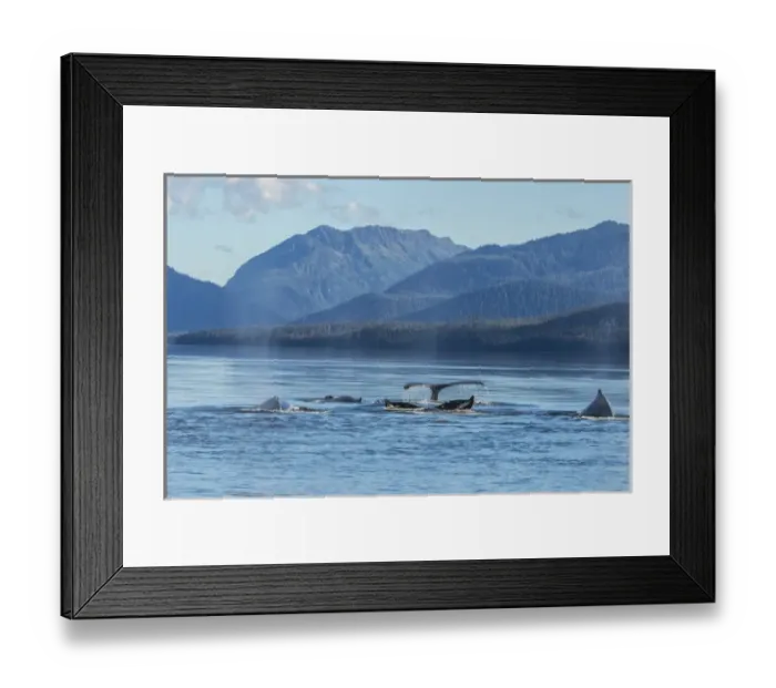 Framed Print : USA, Alaska, Tongass National Forest. Humpback whales surfacing & diving. Credit as
