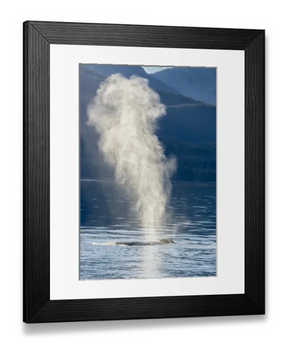 Framed Print : USA, Alaska, Tongass National Forest. Humpback whale spouts on surface. Credit as Framed Print : USA, Alaska, Tongass National Forest. Humpback whale spouts on surface. Credit as