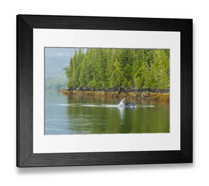 Framed Print : USA, Alaska, Tongass National Forest. Humpback whale lunge feeds Framed Print : USA, Alaska, Tongass National Forest. Humpback whale lunge feeds