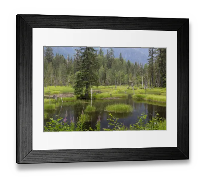 Framed Print : USA, Alaska, Tongass National Forest. Landscape with Moose Pond Framed Print : USA, Alaska, Tongass National Forest. Landscape with Moose Pond