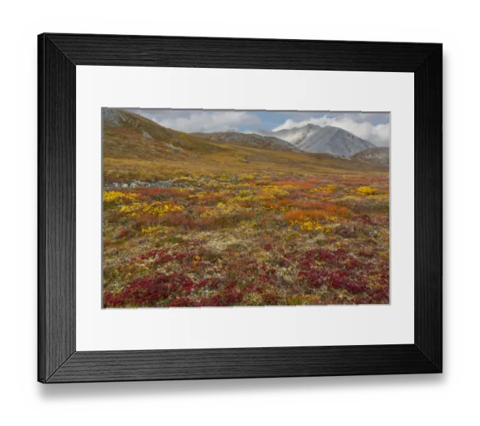 Framed Print : USA, Brooks Range, Gates of the Arctic National Preserve. Autumn color in tundra Framed Print : USA, Brooks Range, Gates of the Arctic National Preserve. Autumn color in tundra