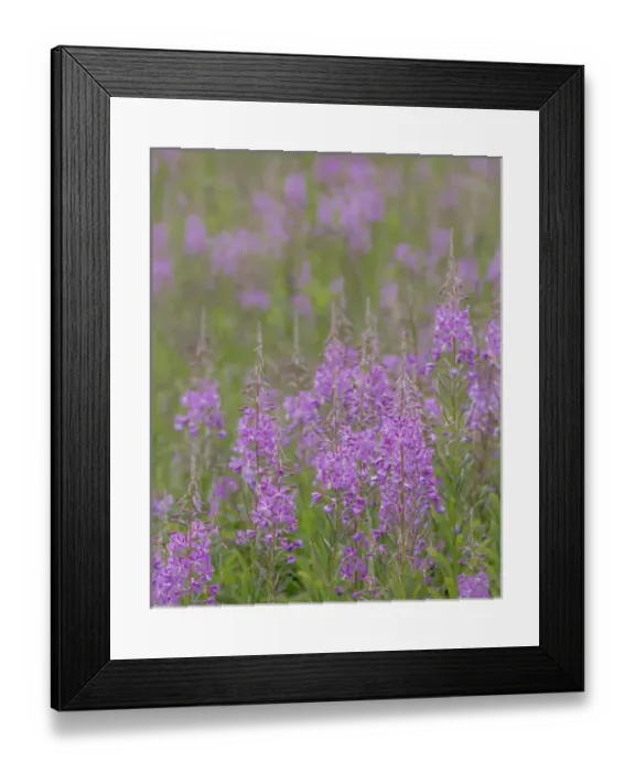 Framed Print : USA, Alaska, Valdez. Field of fireweed flowers Framed Print : USA, Alaska, Valdez. Field of fireweed flowers