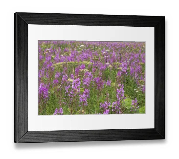 Framed Print : USA, Alaska, Valdez. Field of fireweed and cow parsnip flowers Framed Print : USA, Alaska, Valdez. Field of fireweed and cow parsnip flowers