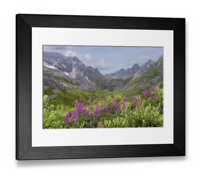 Framed Print : USA, Alaska, Talkeetna Mountains. Mountain landscape with fireweed flowers. Credit as