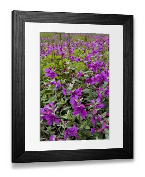 Framed Print : USA, Alaska, Upper Willow Creek. River beauty flower scenic Framed Print : USA, Alaska, Upper Willow Creek. River beauty flower scenic