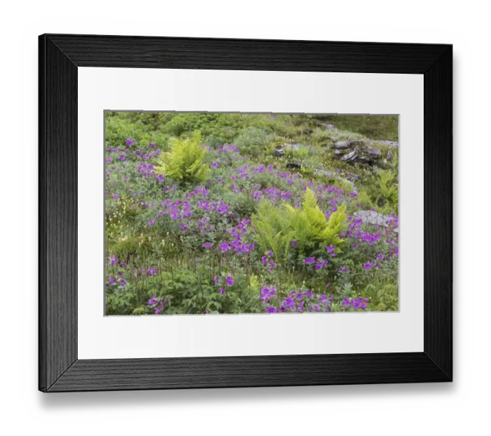 Framed Print : USA, Alaska, Talkeetna Mountains. Scenic with ferns and river beauty flowers. Credit as Framed Print : USA, Alaska, Talkeetna Mountains. Scenic with ferns and river beauty flowers. Credit as