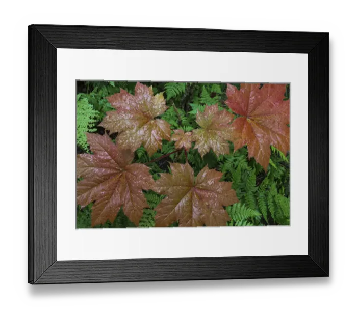 Framed Print : USA, Alaska. Devils club leaves. Credit as: Don Paulson / Jaynes Gallery / DanitaDelimont Framed Print : USA, Alaska. Devils club leaves. Credit as: Don Paulson / Jaynes Gallery / DanitaDelimont