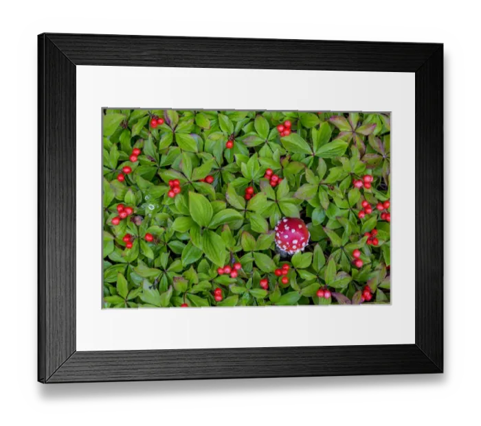 Framed Print : USA, Alaska, Nancy Lake State Recreation Area. Bunchberry and fly agaric mushrooms
