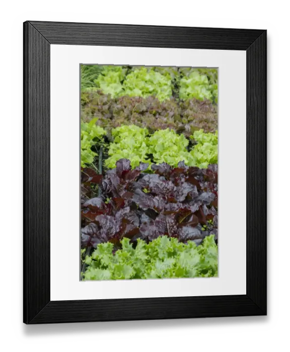 Framed Print : USA, Alaska. Lettuce in organic vegetable garden Framed Print : USA, Alaska. Lettuce in organic vegetable garden
