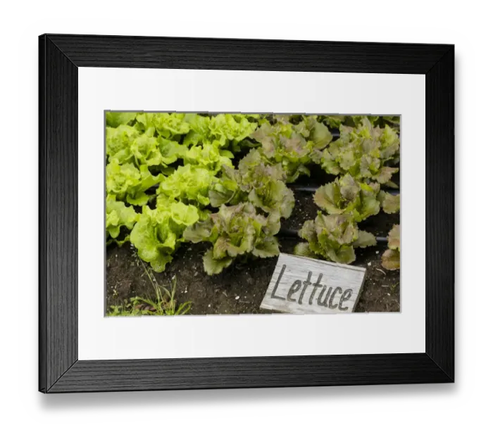 Framed Print : USA, Alaska. Lettuce in organic vegetable garden Framed Print : USA, Alaska. Lettuce in organic vegetable garden